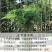 文竹盆栽室内植物净化空气办公室吸甲醛绿植盆景四季常青云竹
