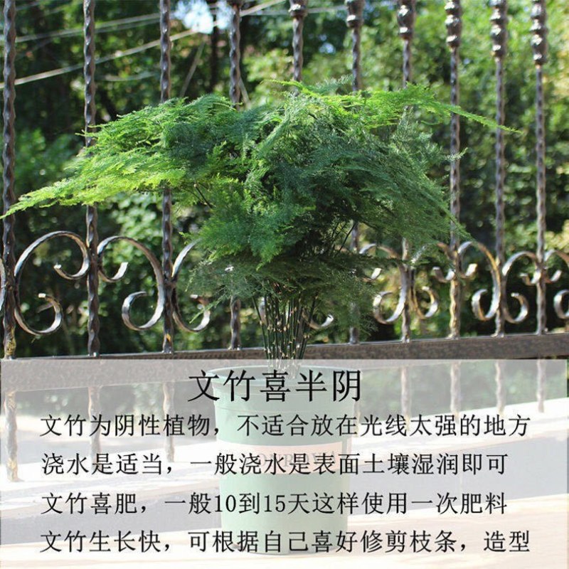文竹盆栽室内植物净化空气办公室吸甲醛绿植盆景四季常青云竹