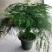 文竹盆栽室内植物净化空气办公室吸甲醛绿植盆景四季常青云竹