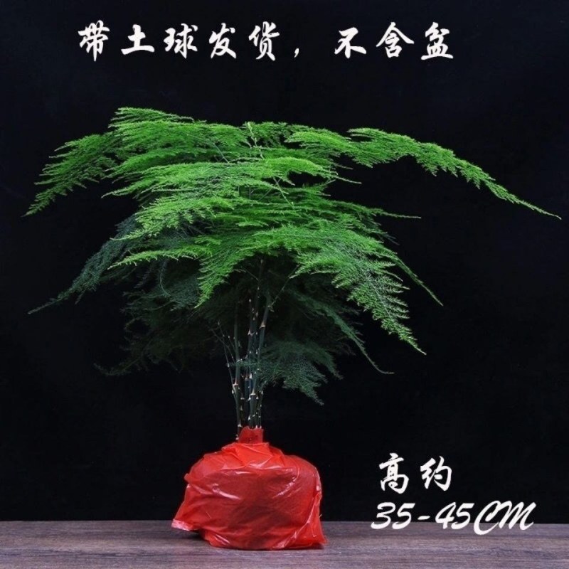 文竹盆栽室内植物净化空气办公室吸甲醛绿植盆景四季常青云竹