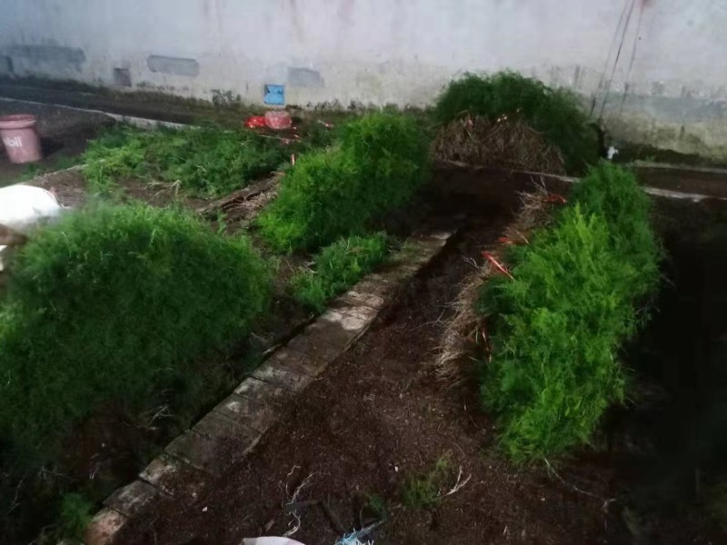 文竹盆栽室内植物净化空气办公室吸甲醛绿植盆景四季常青云竹