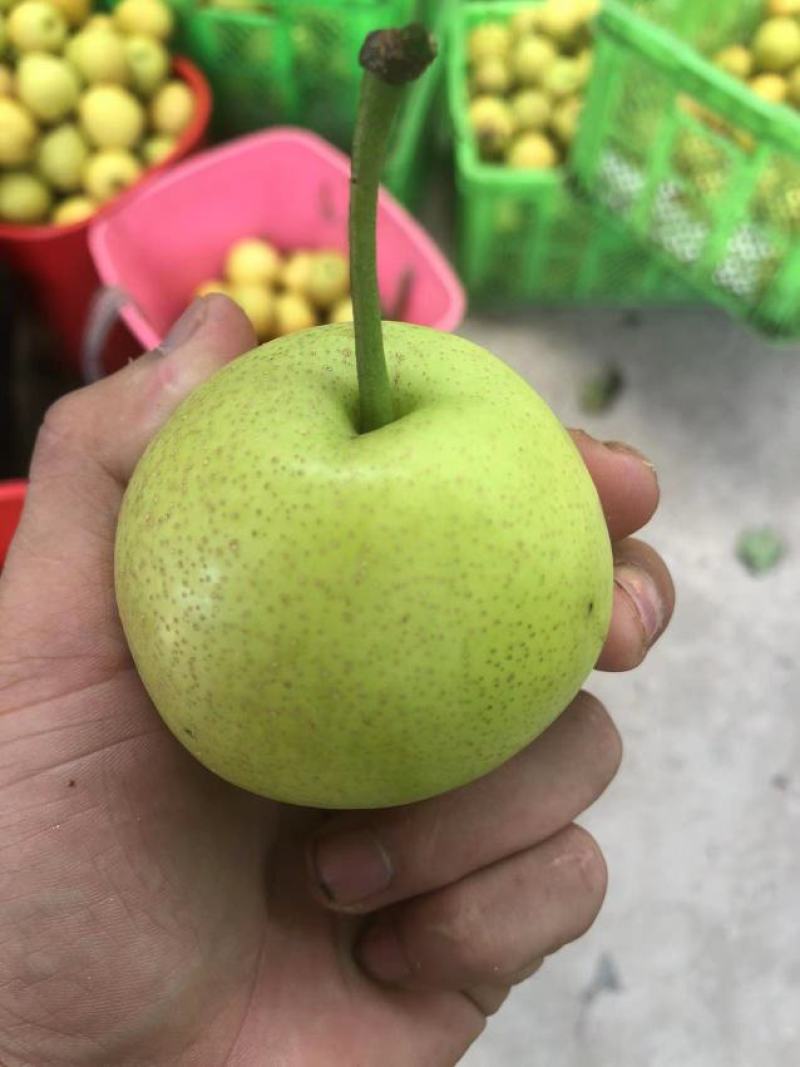 云南红河皇壹甜直供翡翠冰梨，对接全国电商市场客户