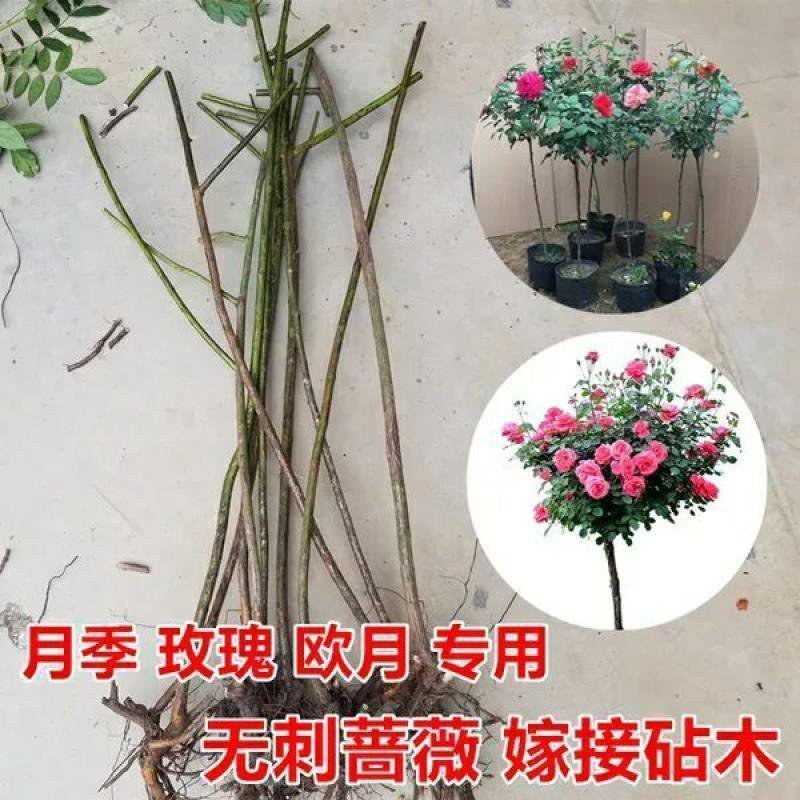 无刺蔷薇砧木玫瑰砧木欧月棒棒糖独杆树状月季嫁接砧木蔷薇苗