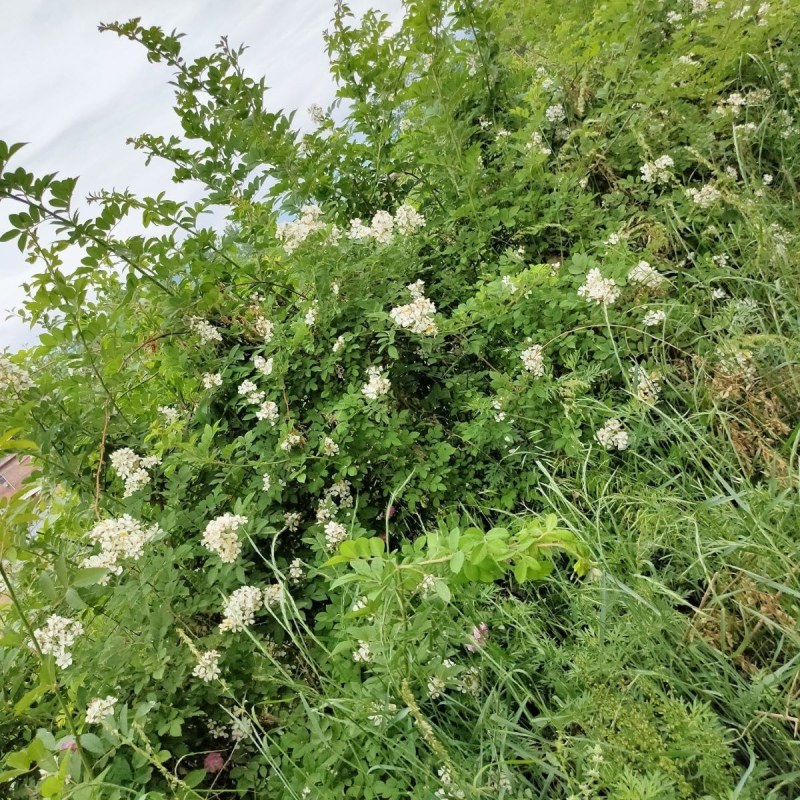 无刺蔷薇砧木玫瑰砧木欧月棒棒糖独杆树状月季嫁接砧木蔷薇苗
