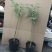 无刺蔷薇砧木玫瑰砧木欧月棒棒糖独杆树状月季嫁接砧木蔷薇苗