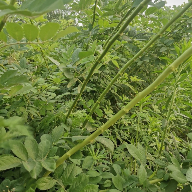 无刺蔷薇砧木玫瑰砧木欧月棒棒糖独杆树状月季嫁接砧木蔷薇苗