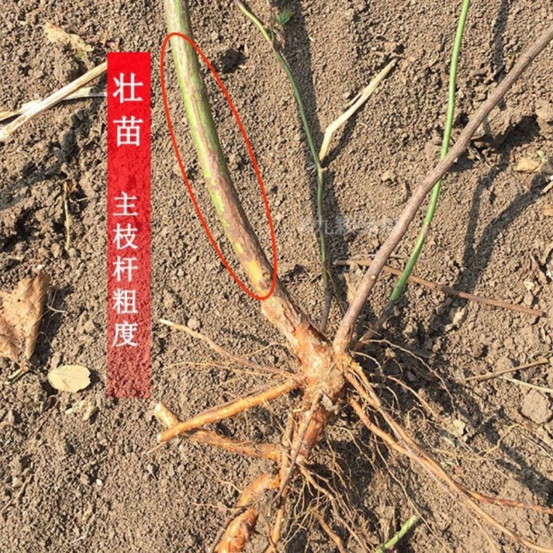 无刺蔷薇砧木玫瑰砧木欧月棒棒糖独杆树状月季嫁接砧木蔷薇苗