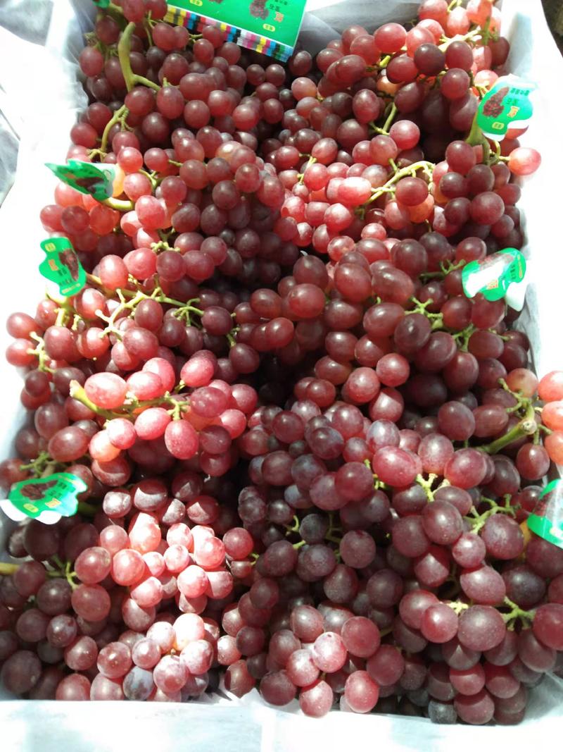 精品河北威县红宝石葡萄大量上市货源充足联系吧