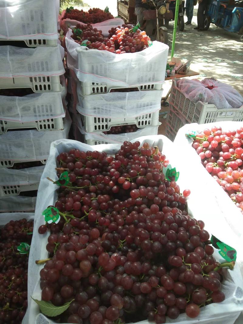 精品河北威县红宝石葡萄大量上市货源充足联系吧