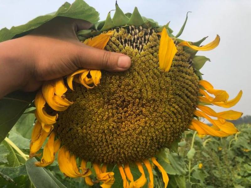 卡其矮大头998油葵种子籽非转基因耐旱高产出油率高