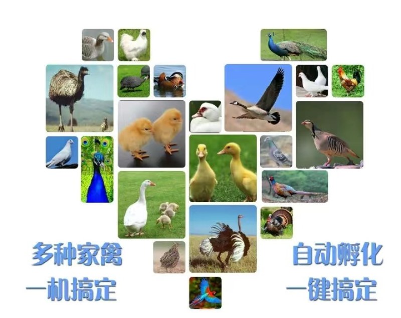 【孵化机】全自动智能孵化器规格齐全厂家直销质量保证