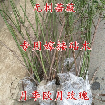 无刺蔷薇杆嫁接老桩无刺蔷薇枝条独杆棒棒糖高提根砧木苗杆子