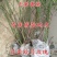 无刺蔷薇杆嫁接老桩无刺蔷薇枝条独杆棒棒糖高提根砧木苗杆子