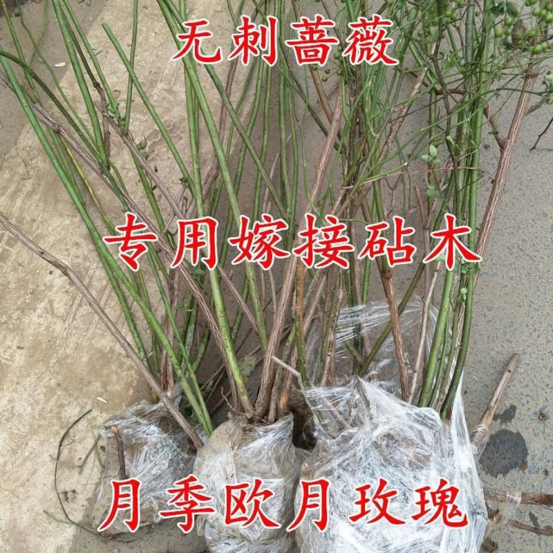 无刺蔷薇杆嫁接老桩无刺蔷薇枝条独杆棒棒糖高提根砧木苗杆子
