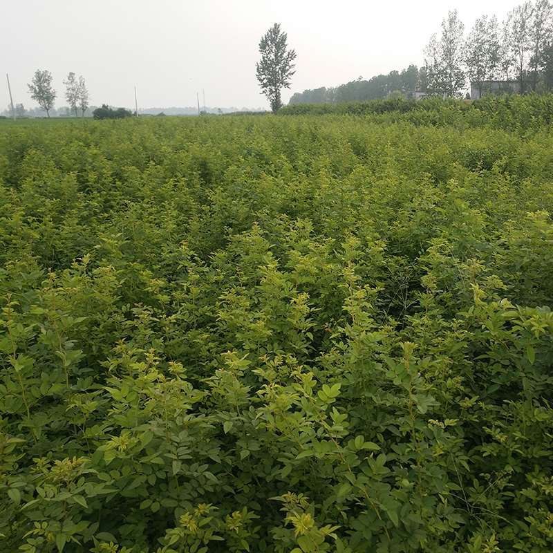 无刺蔷薇杆嫁接老桩无刺蔷薇枝条独杆棒棒糖高提根砧木苗杆子