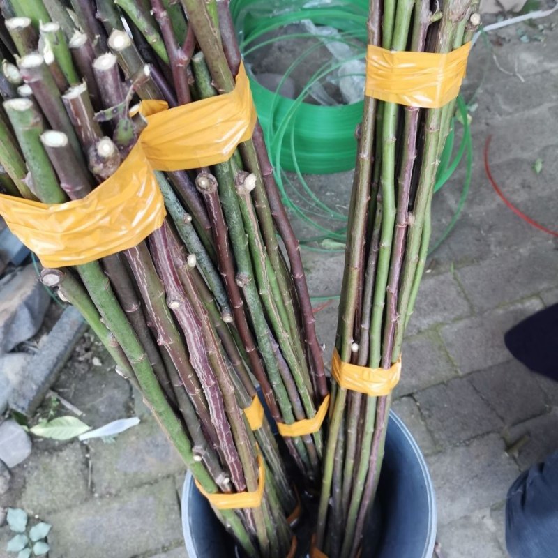 无刺蔷薇杆嫁接老桩无刺蔷薇枝条独杆棒棒糖高提根砧木苗杆子