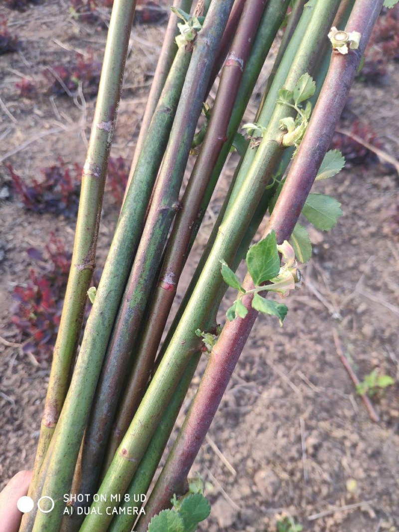 无刺蔷薇杆嫁接老桩无刺蔷薇枝条独杆棒棒糖高提根砧木苗杆子