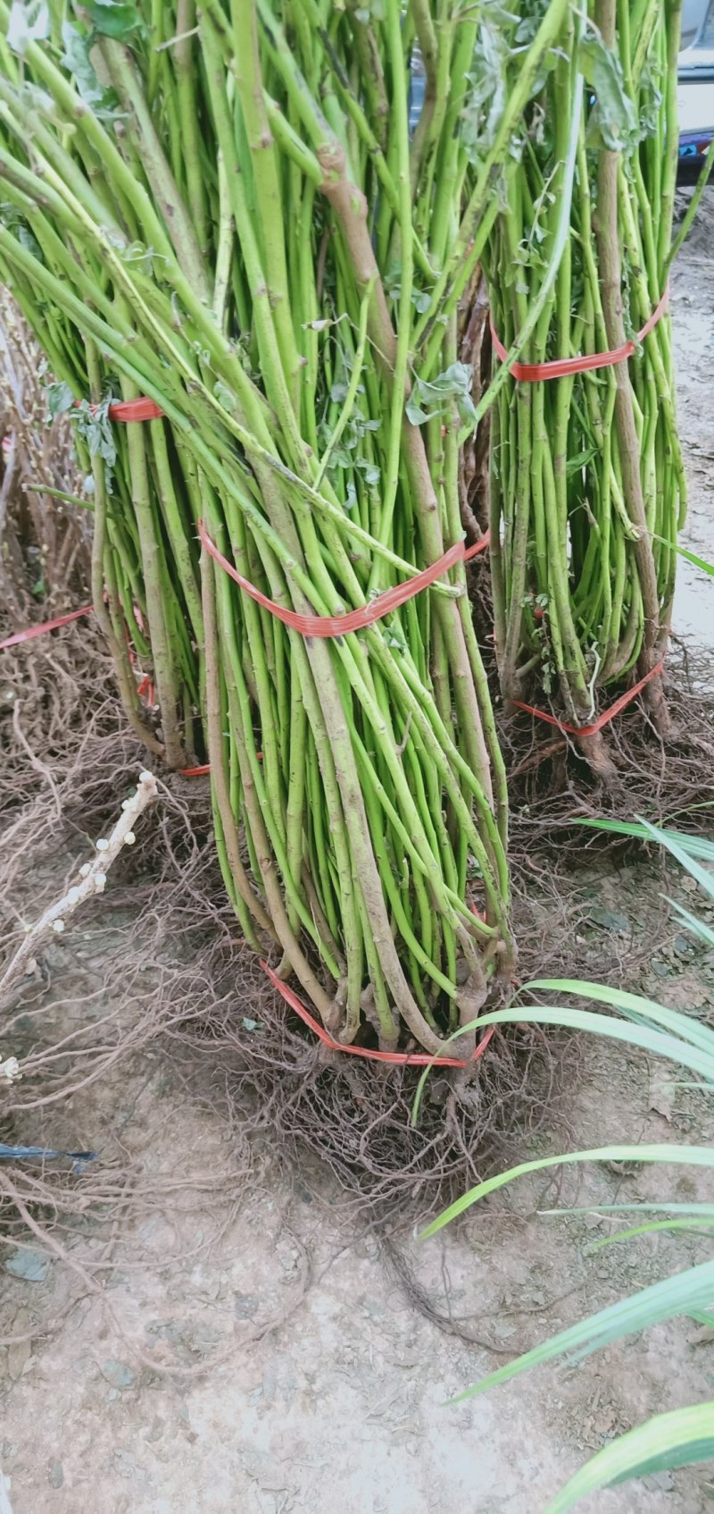 无刺蔷薇杆嫁接老桩无刺蔷薇枝条独杆棒棒糖高提根砧木苗杆子