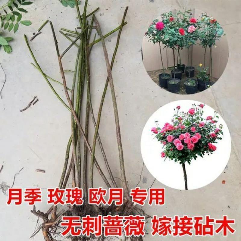 无刺蔷薇杆嫁接老桩无刺蔷薇枝条独杆棒棒糖高提根砧木苗杆子