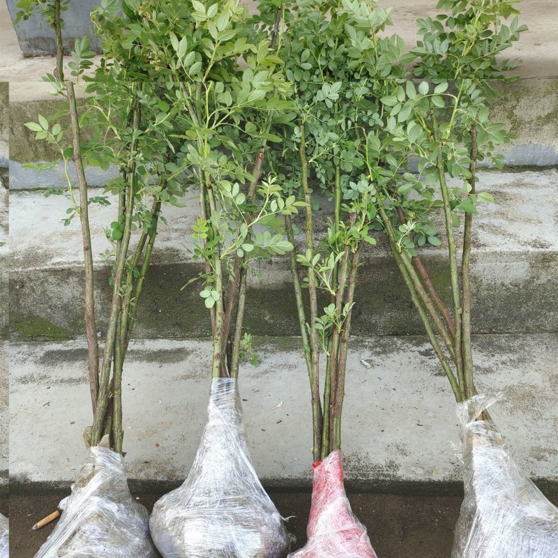 无刺蔷薇杆嫁接老桩无刺蔷薇枝条独杆棒棒糖高提根砧木苗杆子