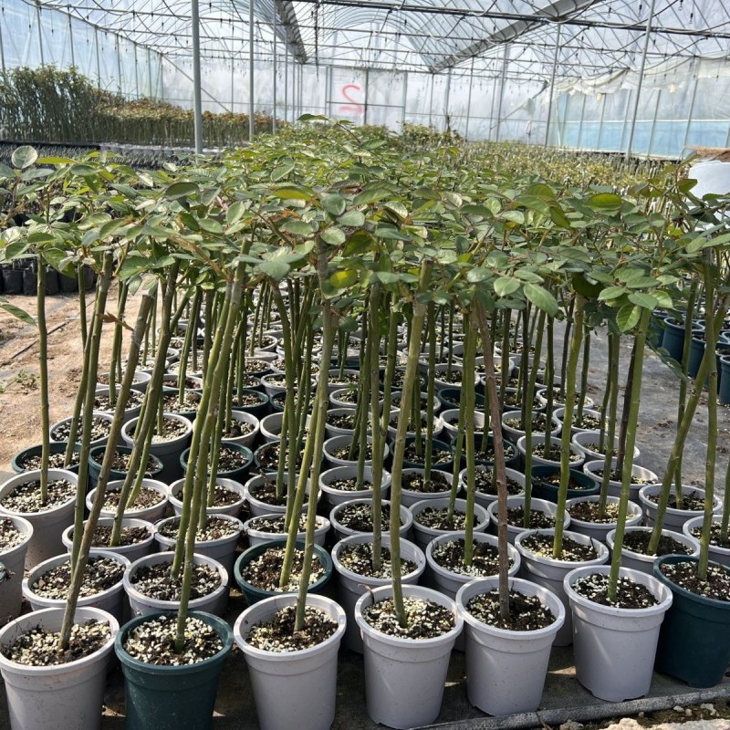无刺蔷薇杆嫁接老桩无刺蔷薇枝条独杆棒棒糖高提根砧木苗杆子