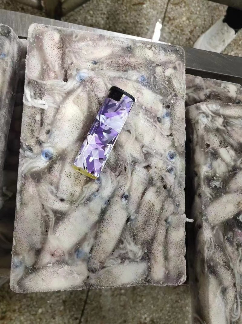 海兔