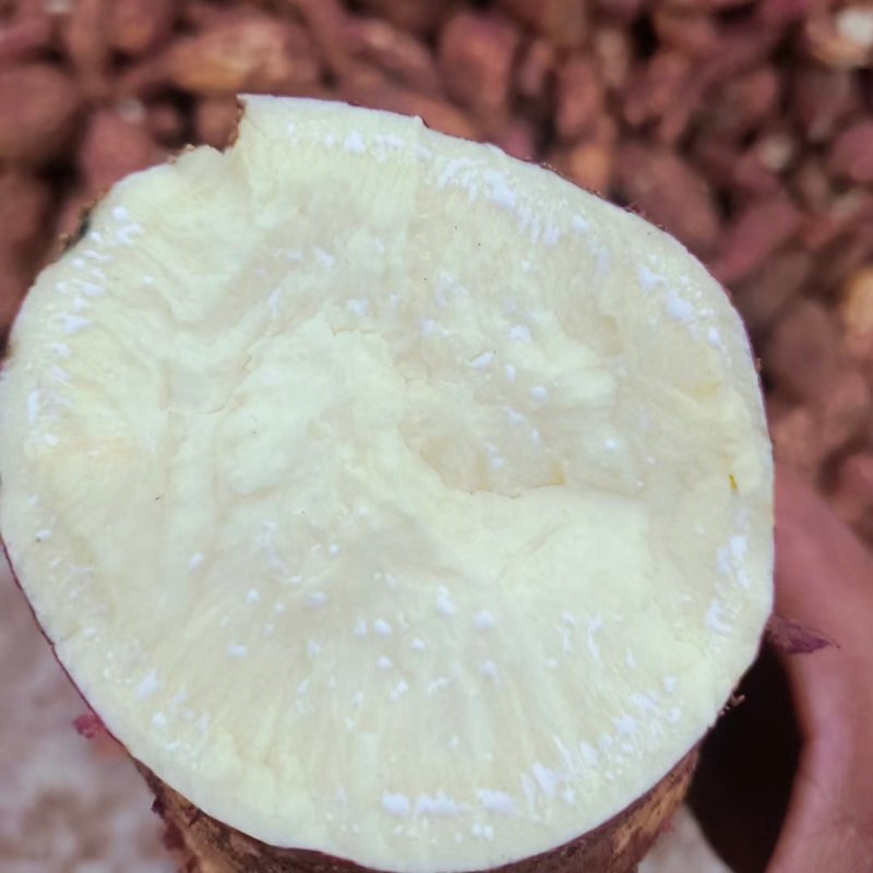 红薯淀粉精制装，选用沂蒙山区丘陵春薯25号，新品种精制