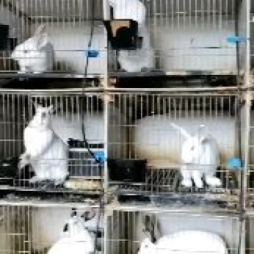 肉兔种兔