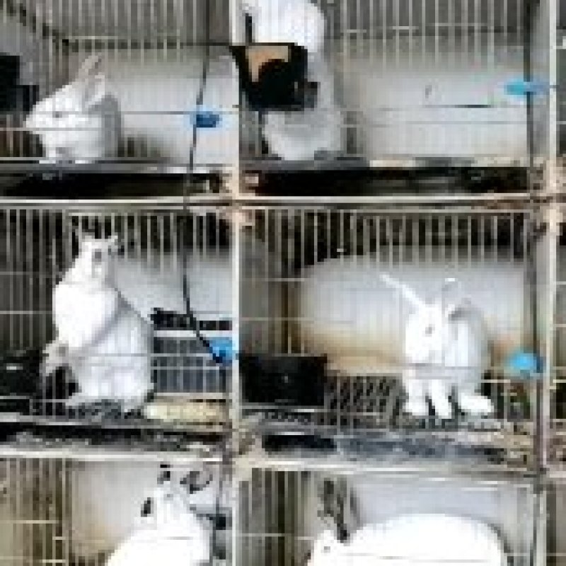 肉兔种兔