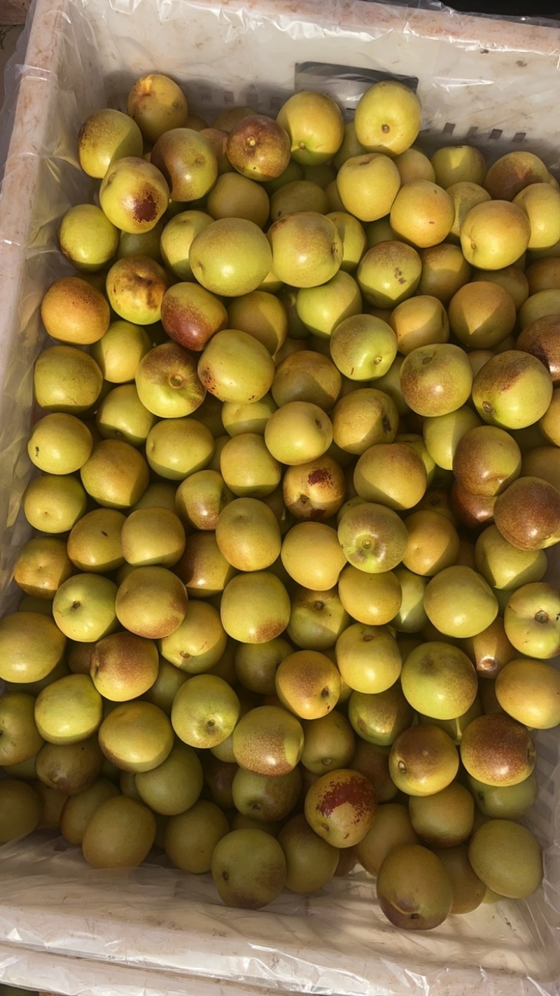 大荔冬枣