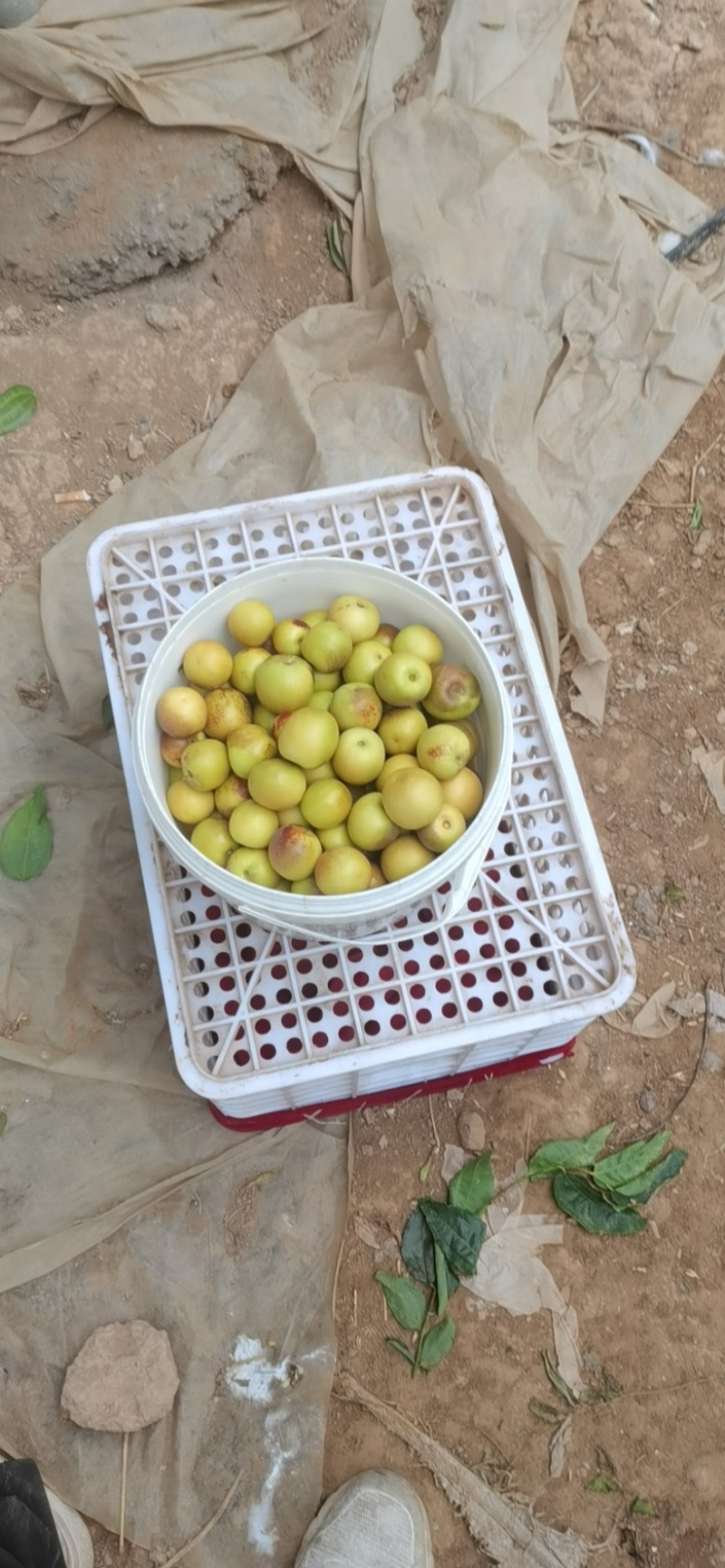 大荔冬枣