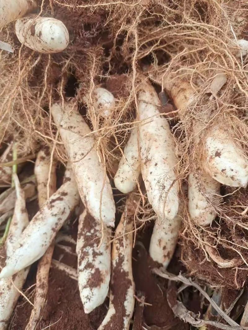 广东农家新鲜自种冬粉薯吉芩薯冬笋薯竹蒿薯有机农家新鲜食材
