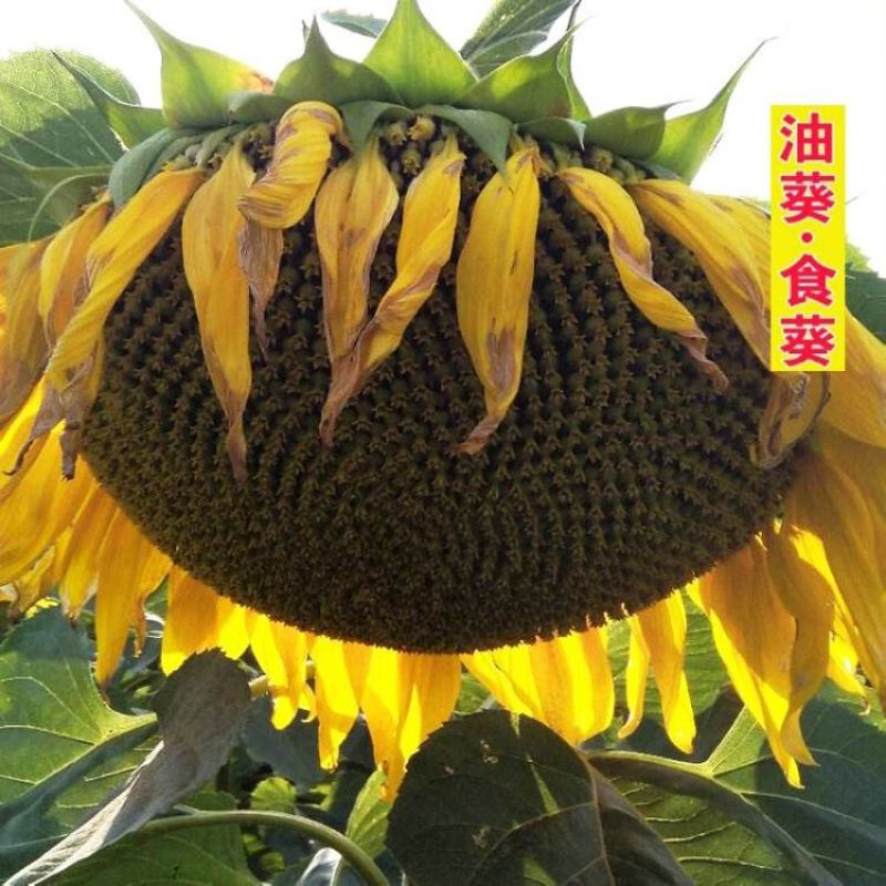 新研油霸王超级矮大头种子油用向日葵种籽杂交种抗倒伏