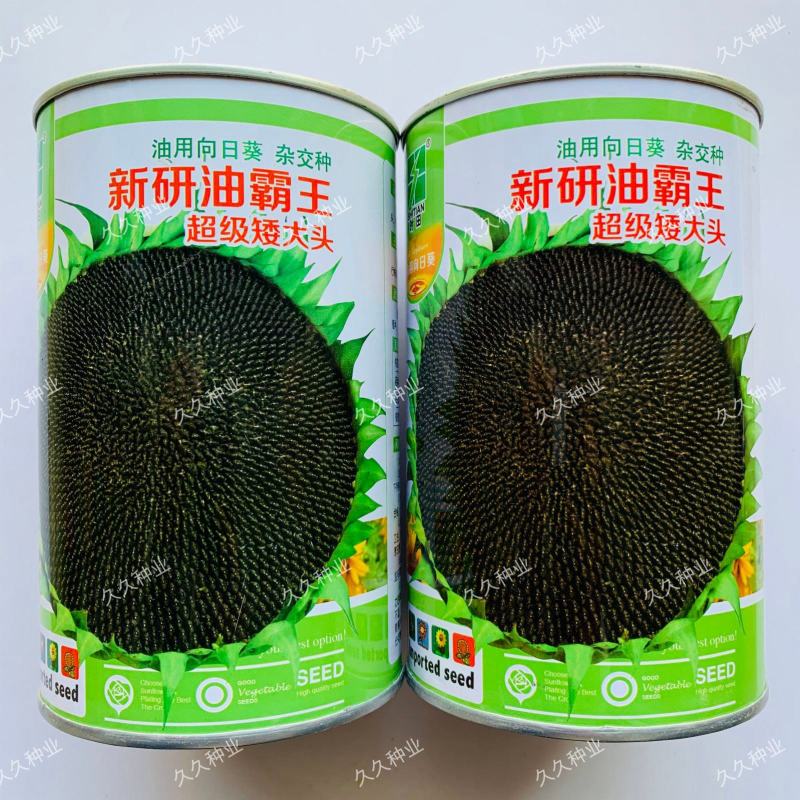 新研油霸王超级矮大头种子油用向日葵种籽杂交种抗倒伏