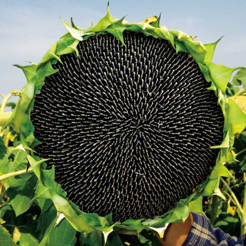 新研油霸王超级矮大头种子油用向日葵种籽杂交种抗倒伏