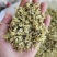 槐花，槐米的花，今年新货，纯干无硫，颜色漂亮，产地山东