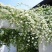 蔷薇花藤本月季花苗蔷薇四季开花爬藤植物玫瑰藤月季花卉绿植