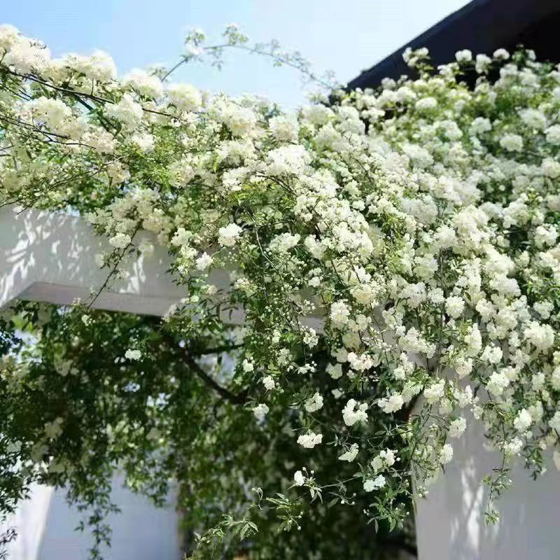 蔷薇花藤本月季花苗蔷薇四季开花爬藤植物玫瑰藤月季花卉绿植