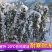 蔷薇花藤本月季花苗蔷薇四季开花爬藤植物玫瑰藤月季花卉绿植