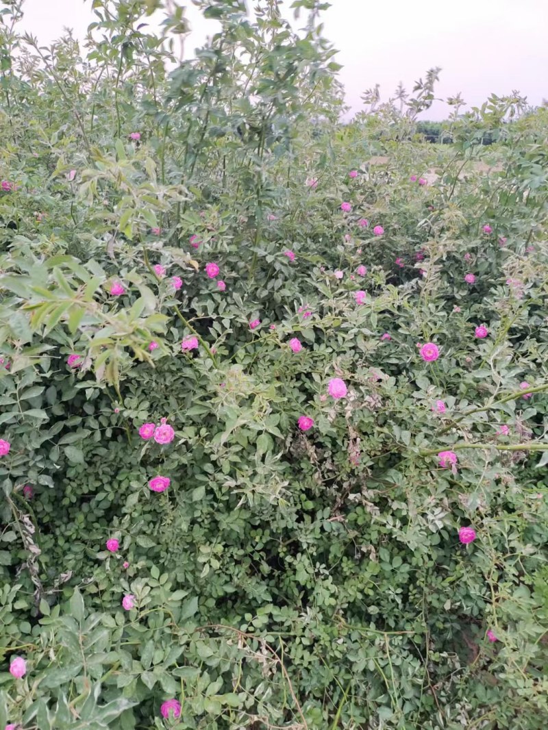 蔷薇花藤本月季花苗蔷薇四季开花爬藤植物玫瑰藤月季花卉绿植
