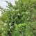 蔷薇花藤本月季花苗蔷薇四季开花爬藤植物玫瑰藤月季花卉绿植