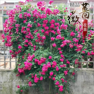 蔷薇花藤本花苗蔷薇四季开花爬藤植物玫瑰藤蔷薇苗花卉绿植