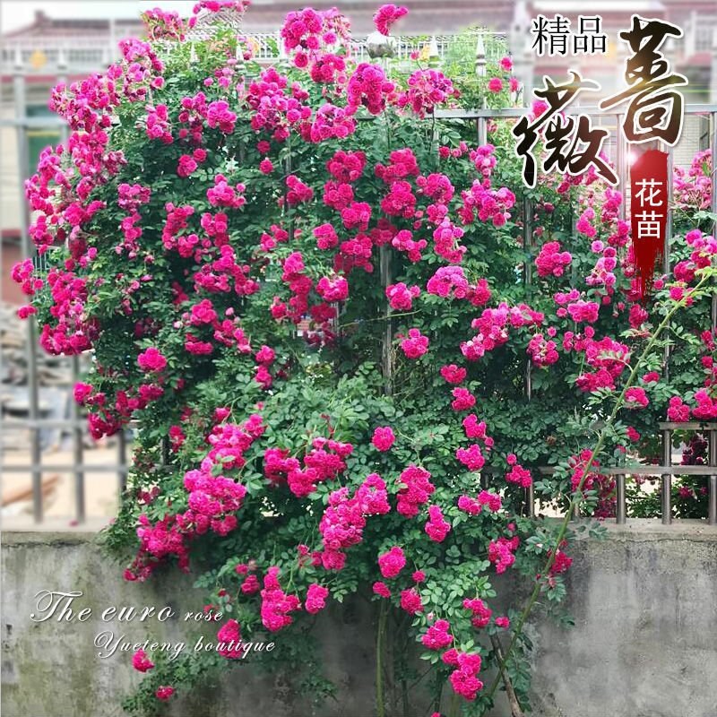 蔷薇花藤本花苗蔷薇四季开花爬藤植物玫瑰藤蔷薇苗花卉绿植