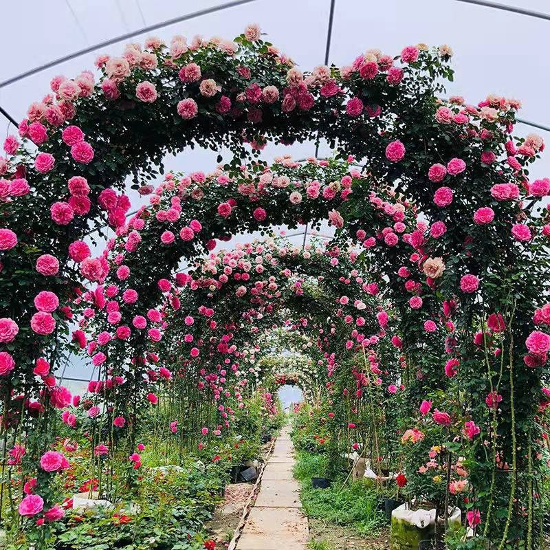 蔷薇花藤本花苗蔷薇四季开花爬藤植物玫瑰藤蔷薇苗花卉绿植