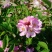 蔷薇花藤本花苗蔷薇四季开花爬藤植物玫瑰藤蔷薇苗花卉绿植