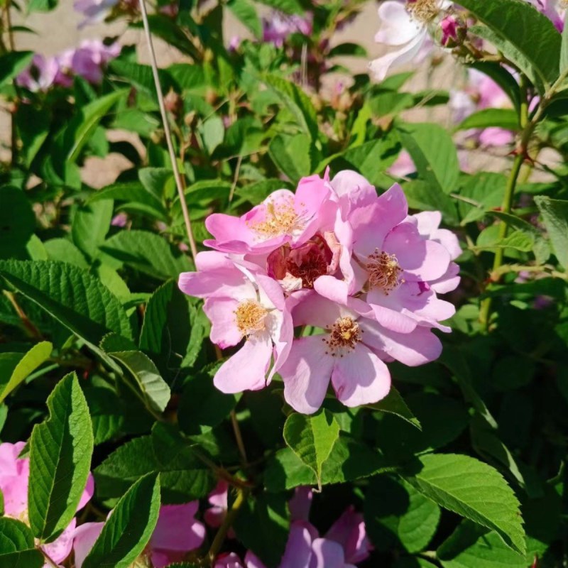 蔷薇花藤本花苗蔷薇四季开花爬藤植物玫瑰藤蔷薇苗花卉绿植