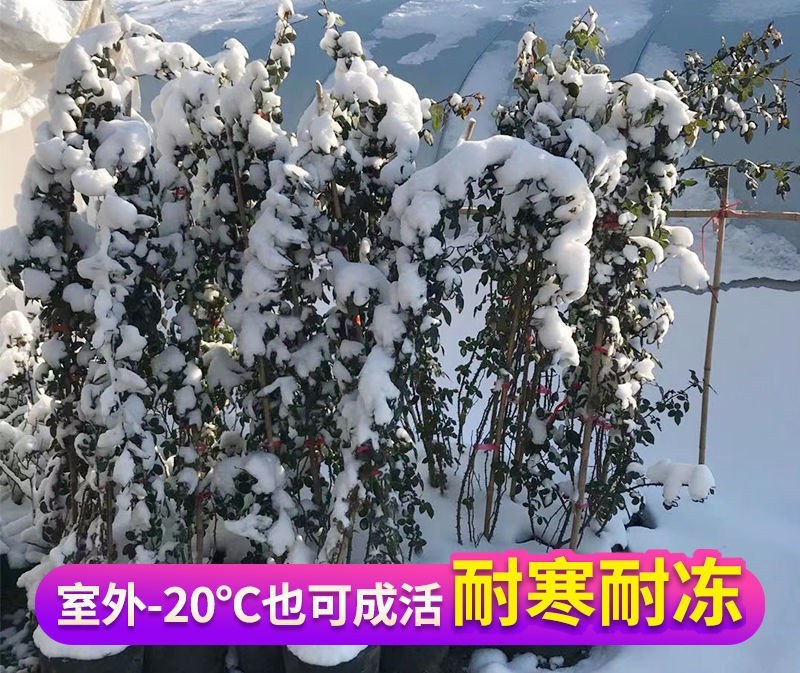 蔷薇花藤本花苗蔷薇四季开花爬藤植物玫瑰藤蔷薇苗花卉绿植