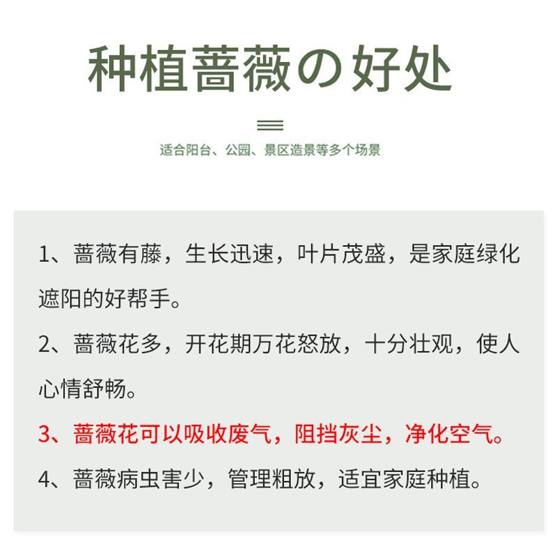 蔷薇花藤本花苗蔷薇四季开花爬藤植物玫瑰藤蔷薇苗花卉绿植