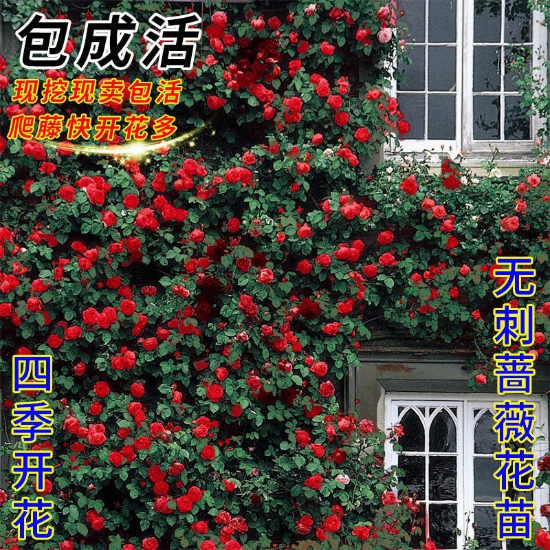 蔷薇花藤本花苗蔷薇四季开花爬藤植物玫瑰藤蔷薇苗花卉绿植