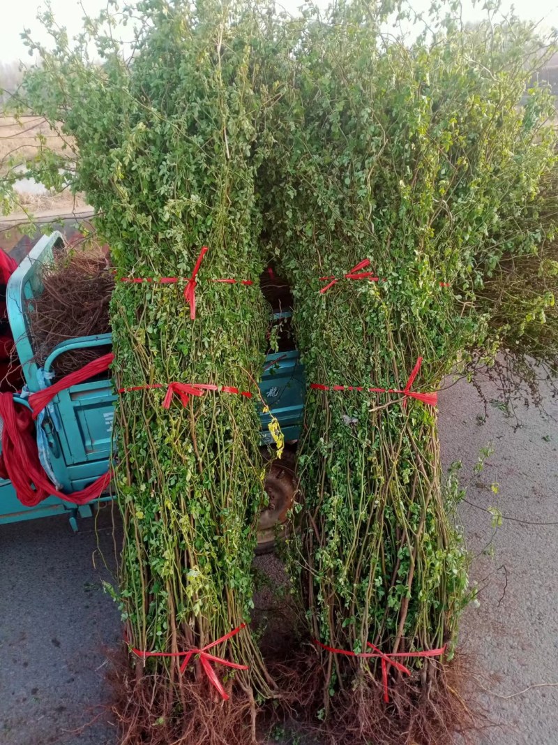 蔷薇花藤本花苗蔷薇四季开花爬藤植物玫瑰藤蔷薇苗花卉绿植